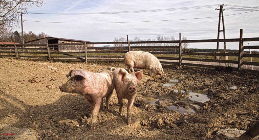 glückliche Schweine
