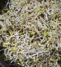 Alfalfa Sprossen, voller Kraft, einfach selbst gezogen in 7 Tagen