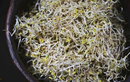 Alfalfa Sprossen Rezept